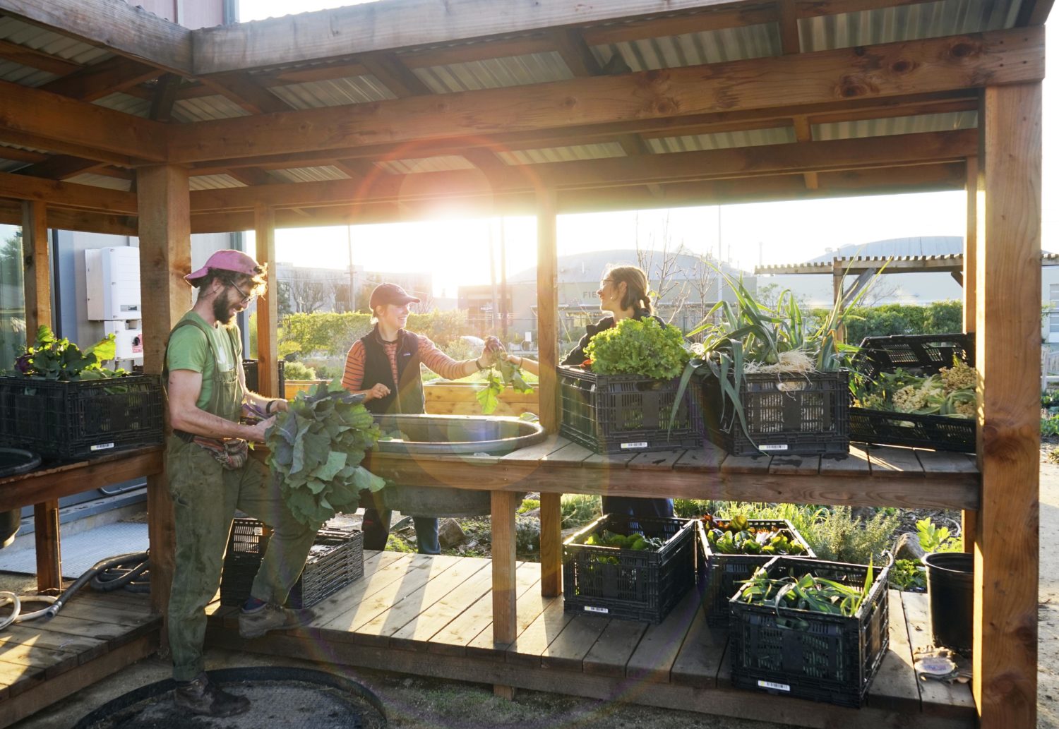 Urban Adamah | Organic Farm & Jewish Education Center